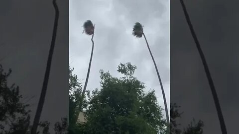 Palm Trees Swaying In The Wind Due To The Hurricane