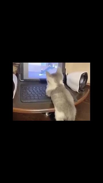 Любимый мультфильм