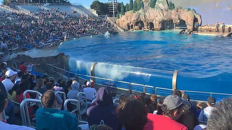 Orca show , Sea world