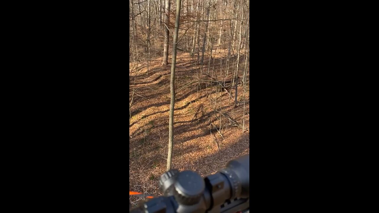 Whitetail deer hunting Ohio