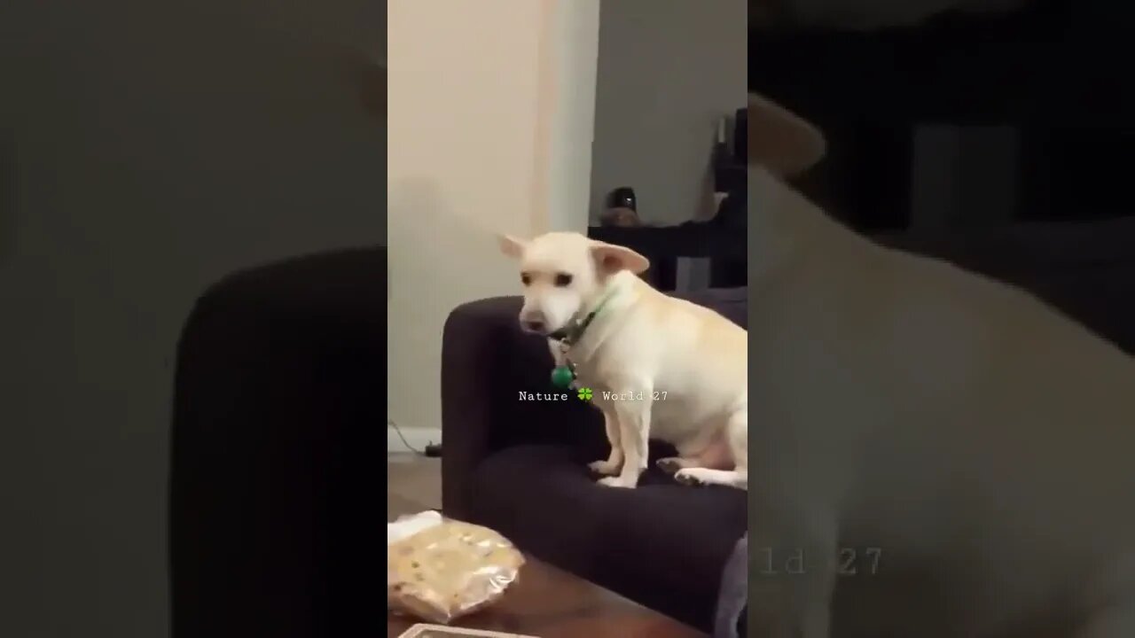 बिल्ली ने कुत्ते के साथ किया मजाक🤣Cat Jokes With Dog👈