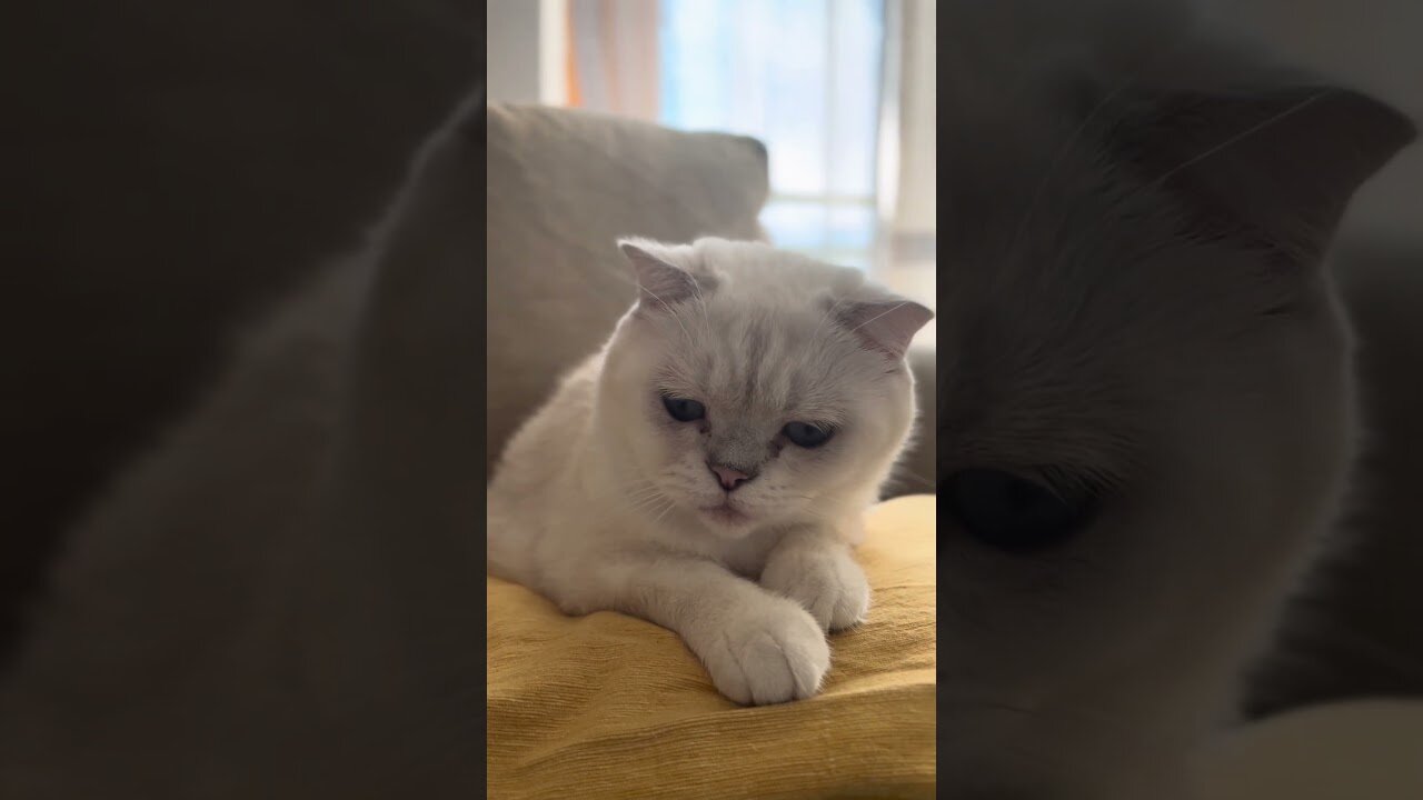 Funny cats Reaction .