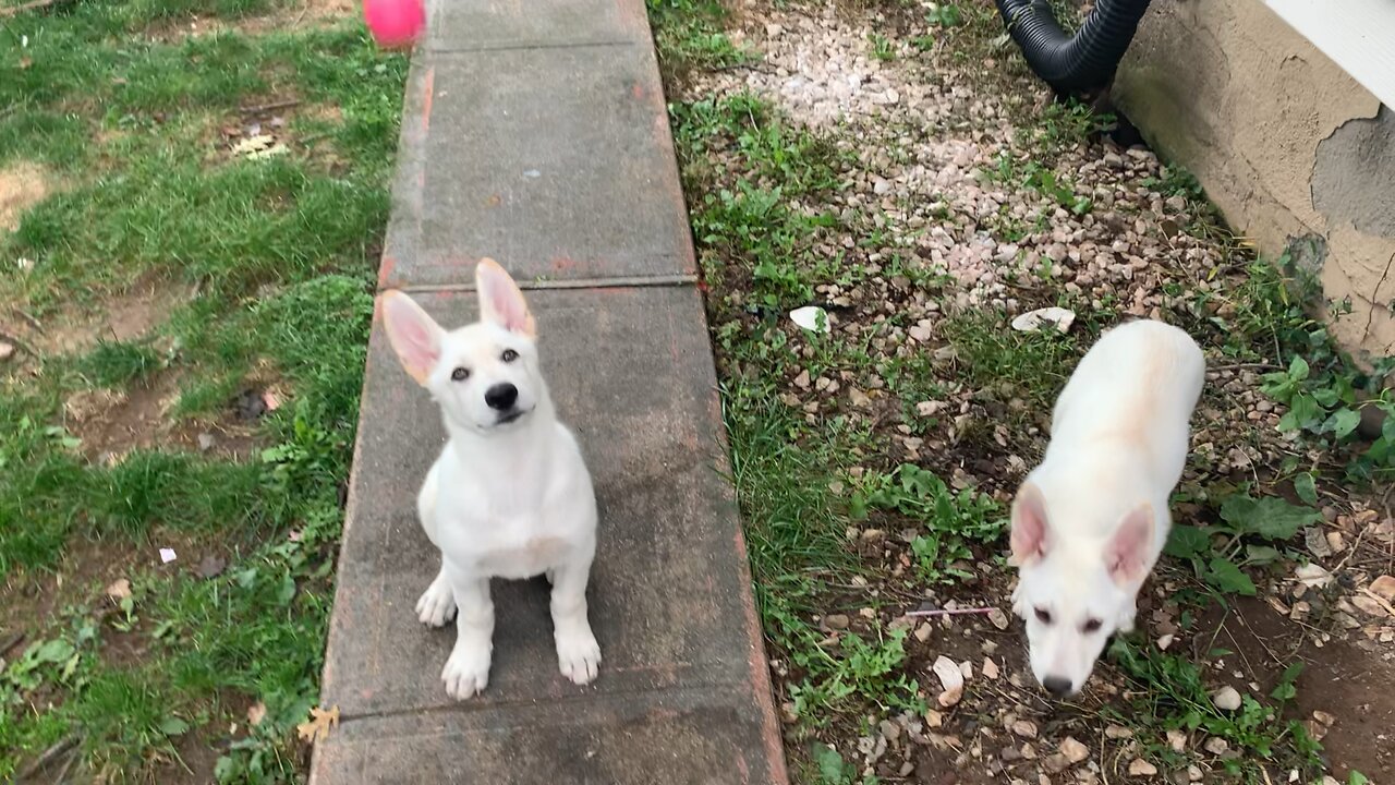 Apollo and Leyla Morning Exercise!