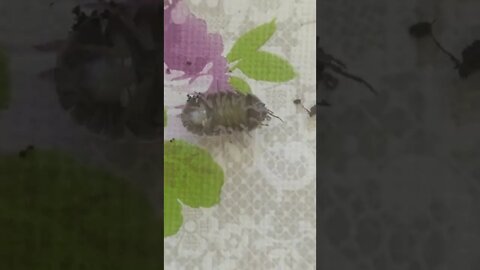Pillbug pregnant female. Armadillium gestroi. Marsupium full of babies!