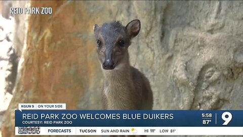 Reid Park Zoo welcomes blue duikers