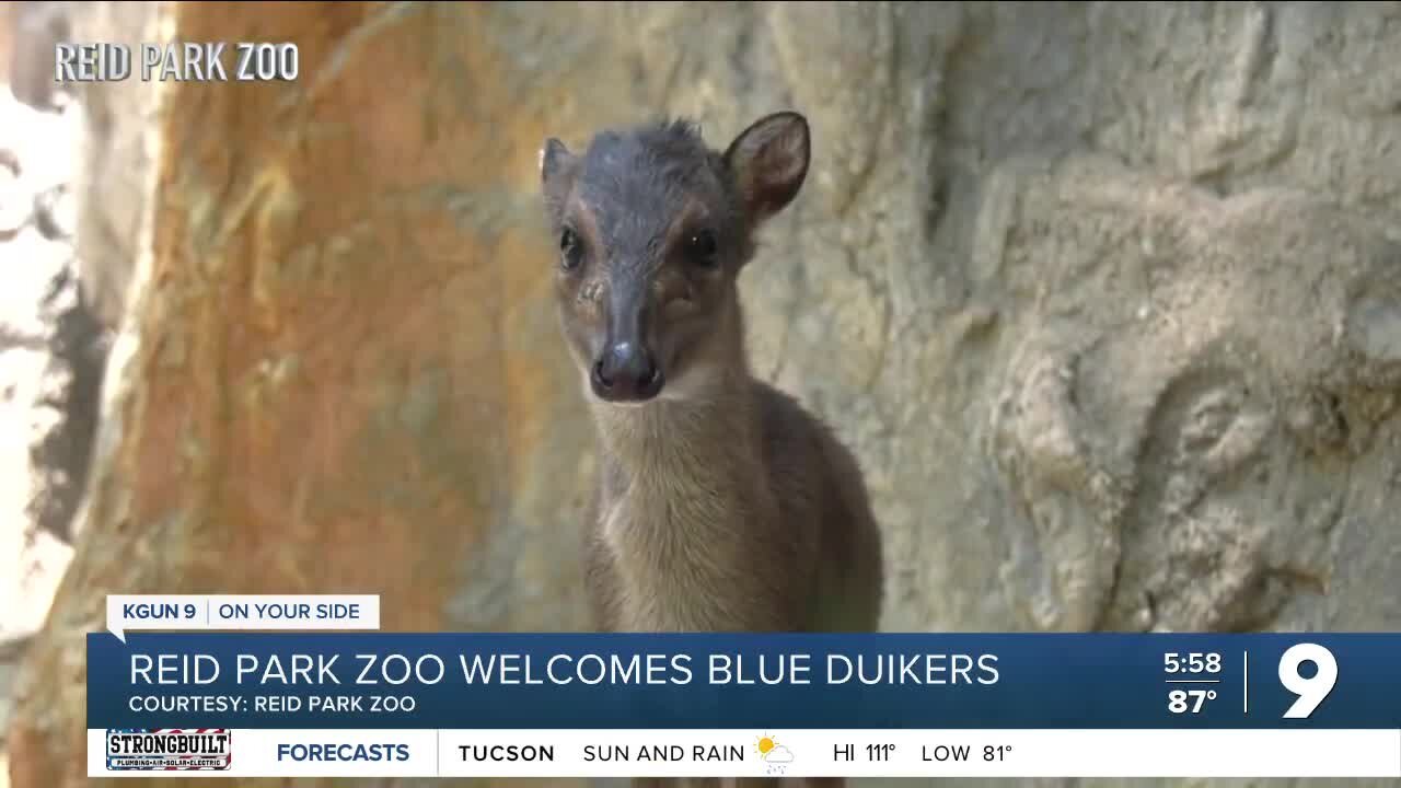 Reid Park Zoo welcomes blue duikers