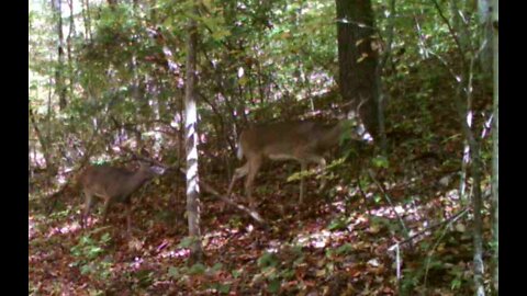 Let there be bucks!