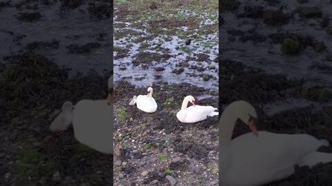 Swans With Their Signets #shorts