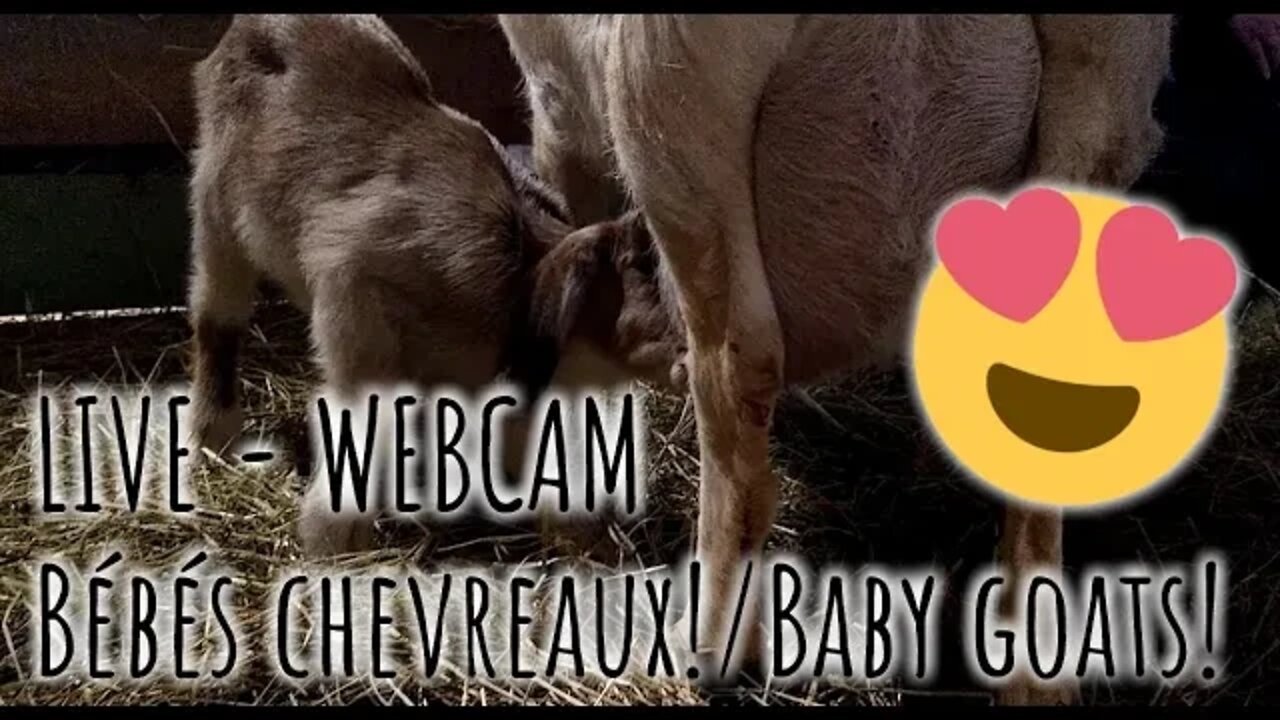 LIVE Baby Goats / Bébés chèvres EN DIRECT 😍🐐