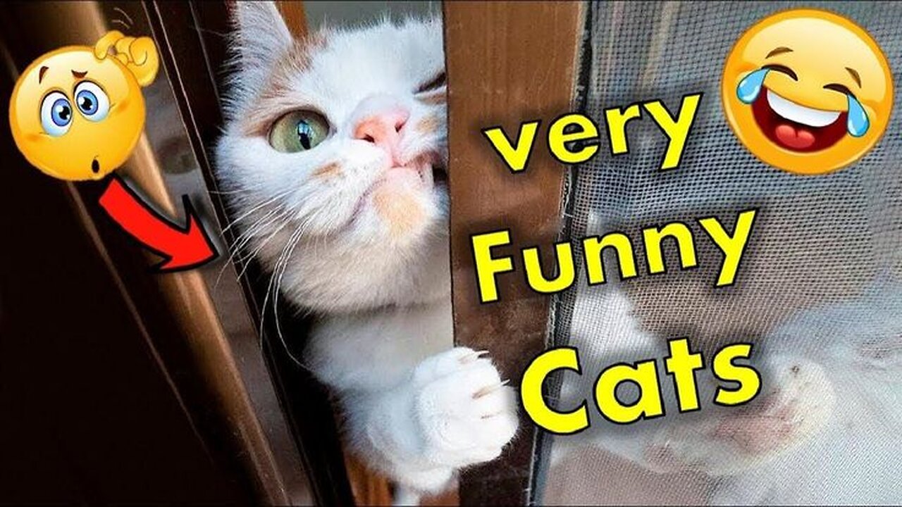 The World's Funniest Pets: A Hilarious Compilation