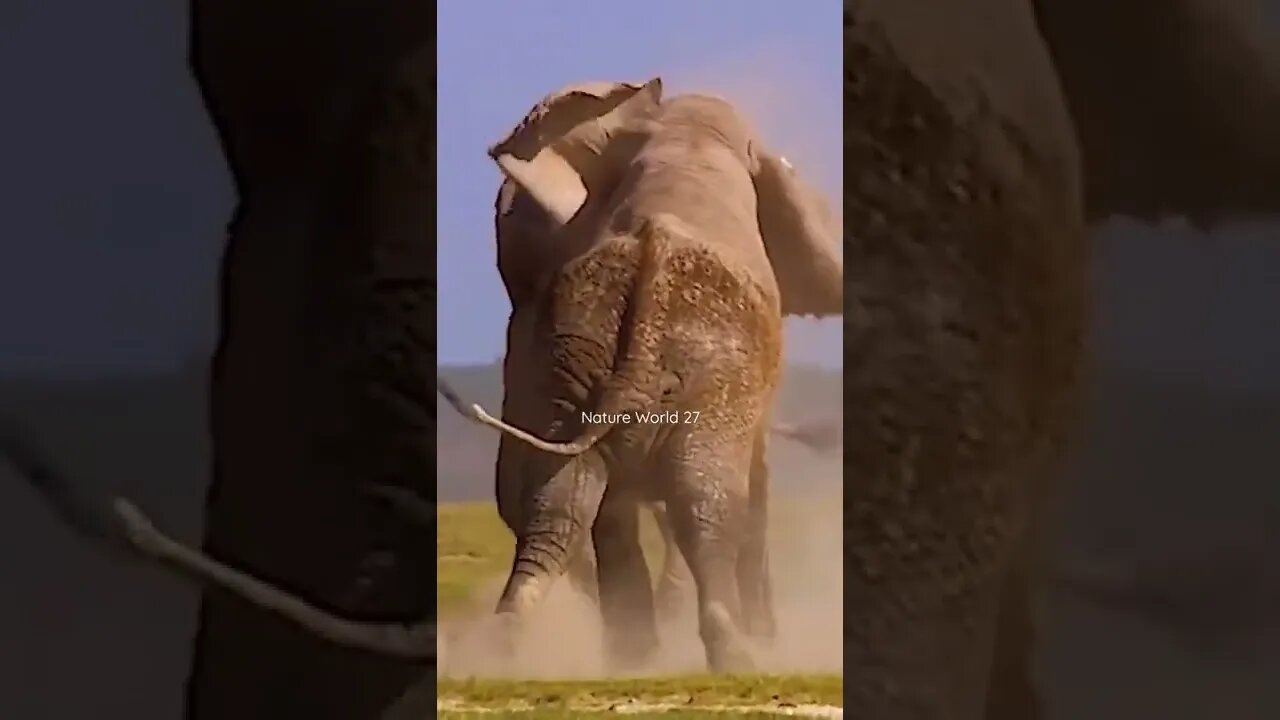 दो हाथियों की लड़ाई😱Elephants Fight👈