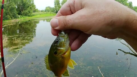 Pond fishing for bluegill