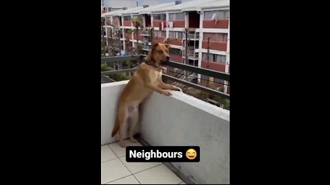 😂😂Funny animal videos😂🤣