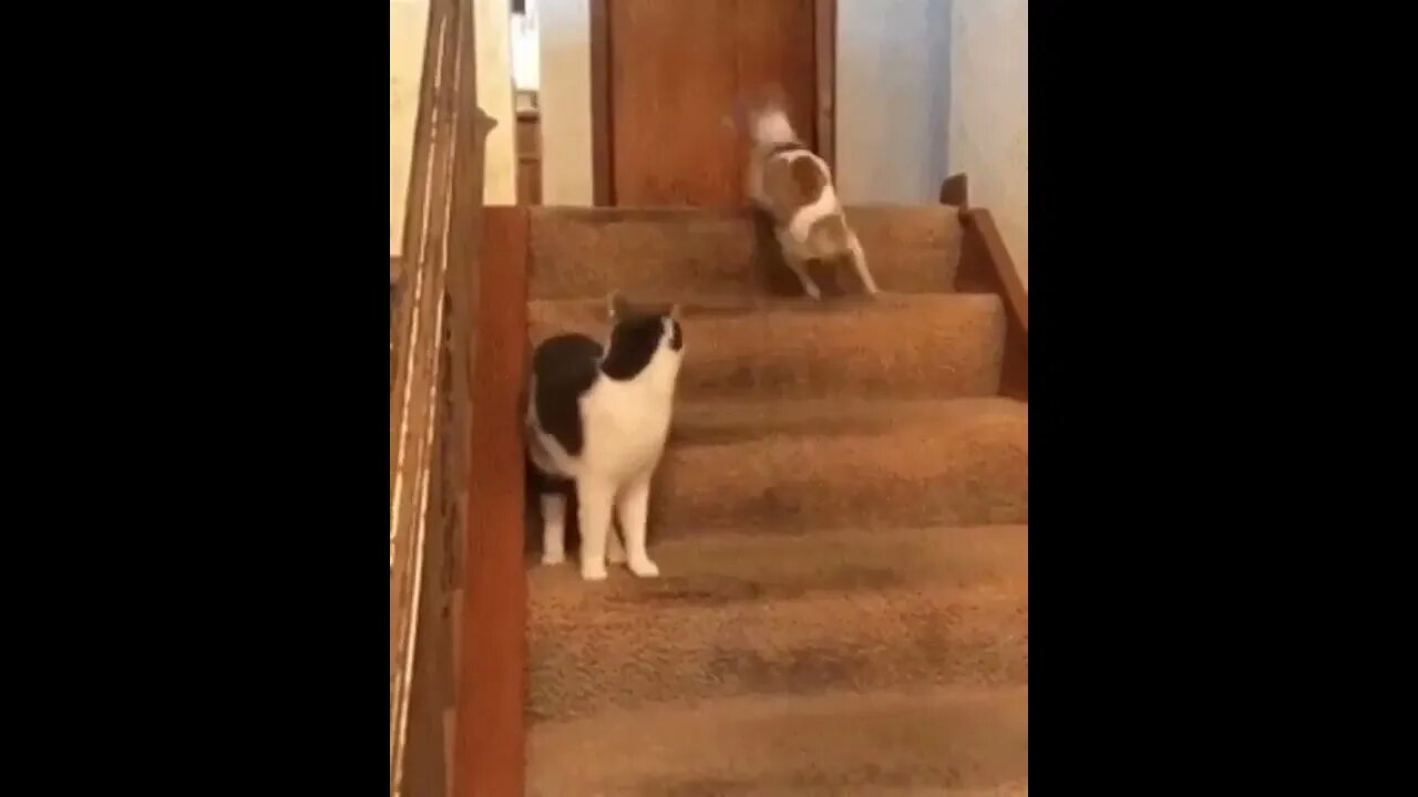 funny cat and dog
