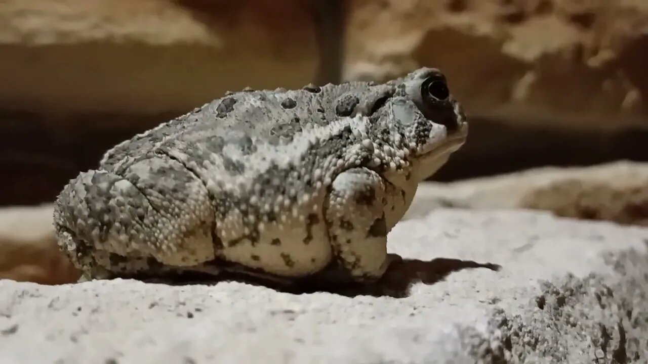 Mr Toad of Mankato Part II