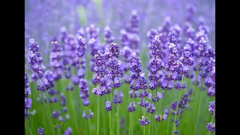 Lavender benefits