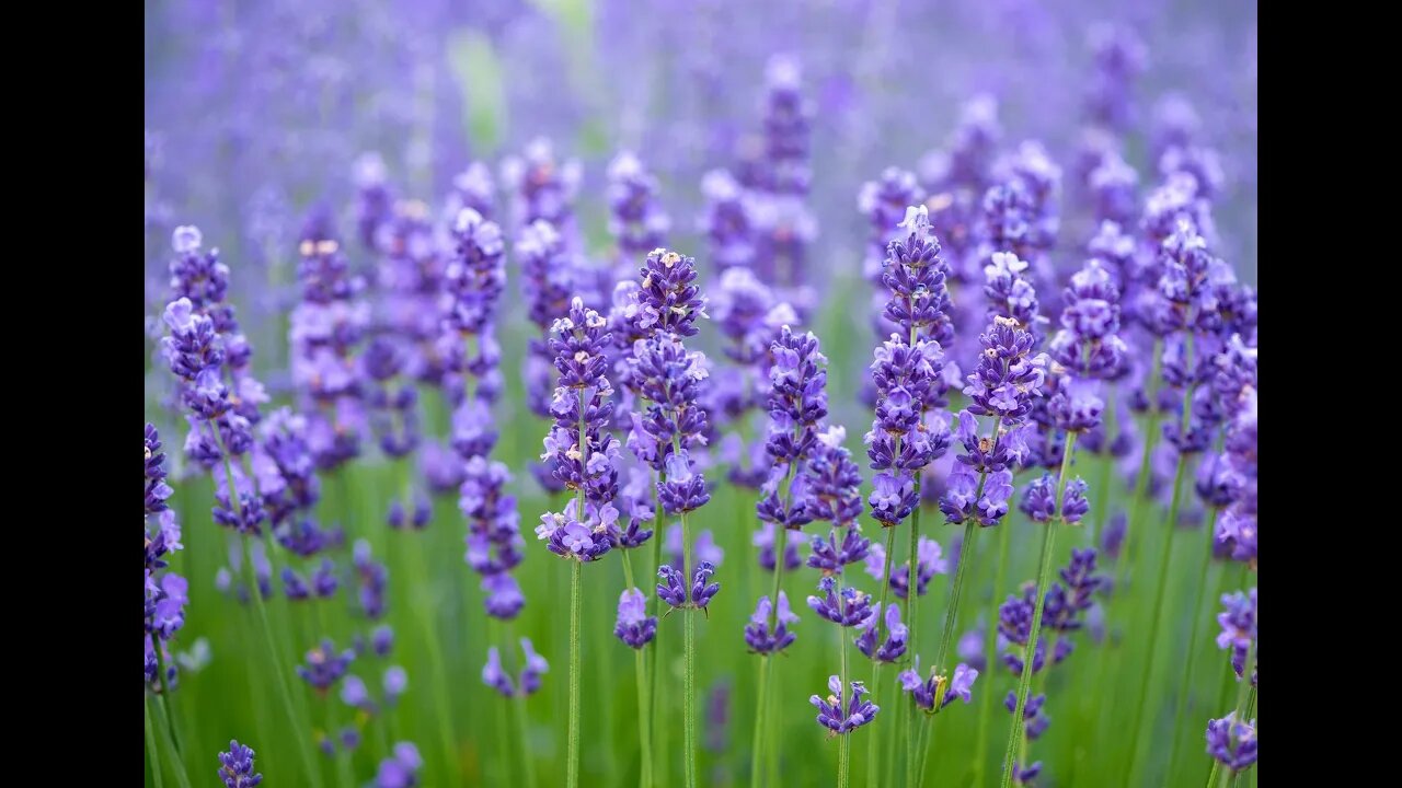 Lavender benefits
