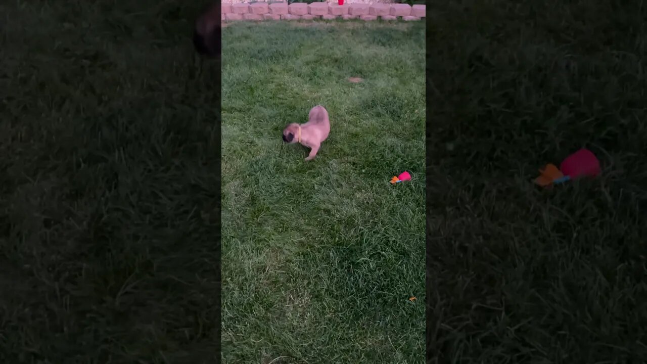 5 Week old Cane Corso puppies