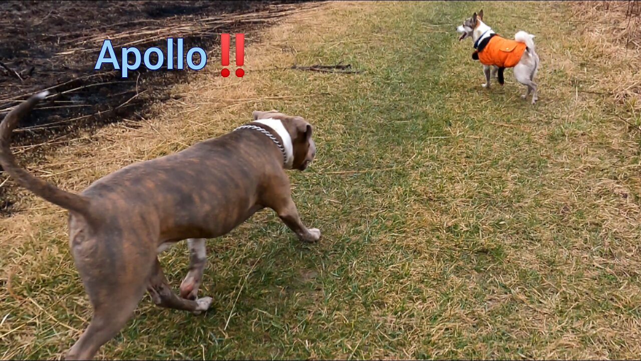 A Beaver Makes a Splash and Apollo Shows Up!