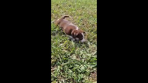 First Puppy Video!