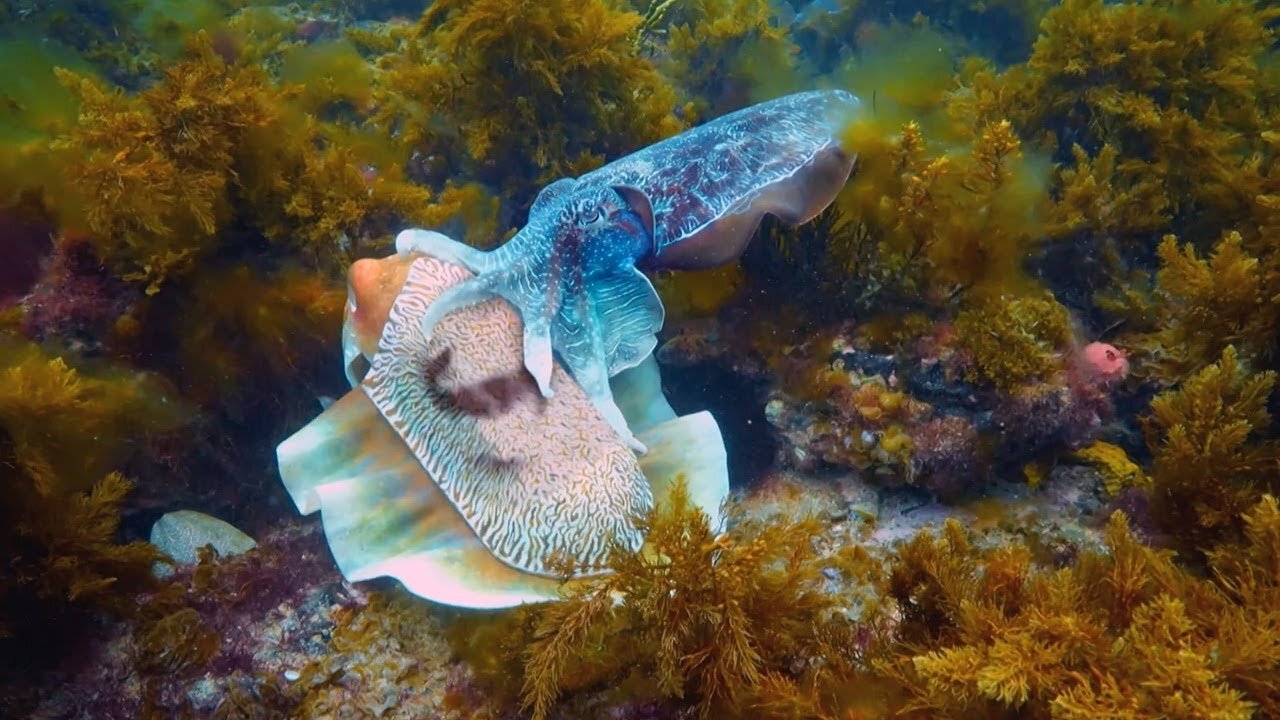 Robot Communicates with Male Cuttlefish