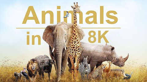 Unlimited wild animals collection 8k