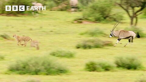 Can Young Cheetahs Hunt These Antelope? | Animals With Cameras | BBC Earth