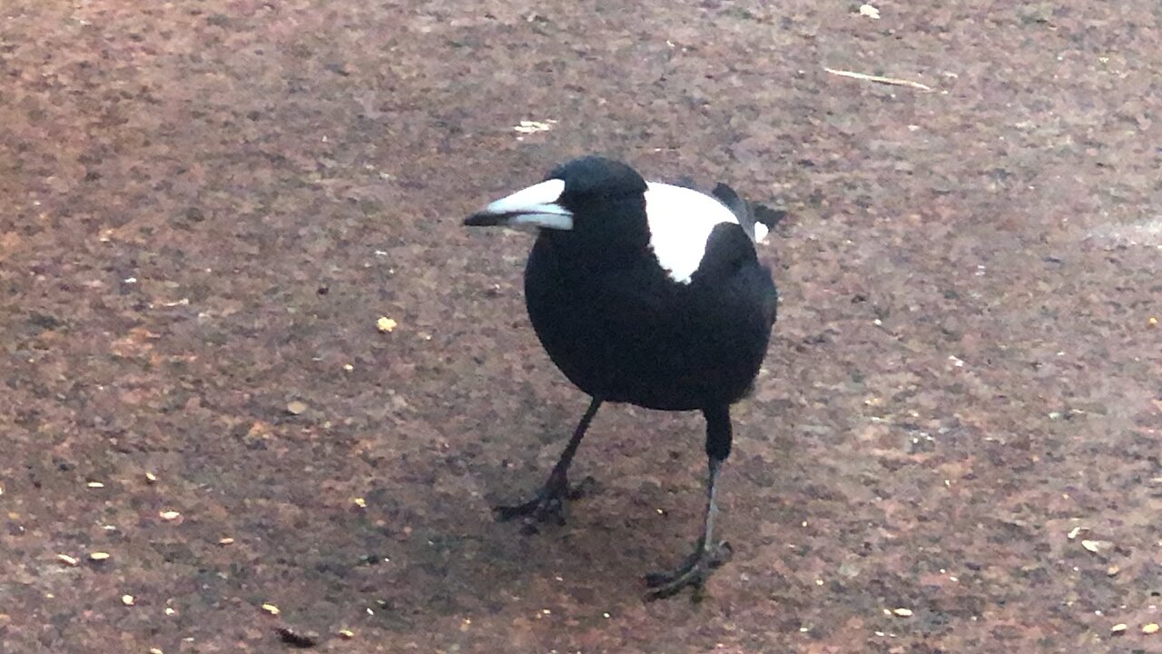 Magpie eating sunflower seeds