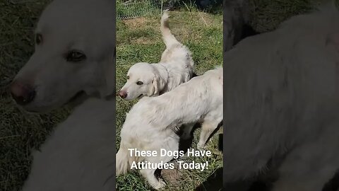 #shorts #lgd livestockguardiandogs #homesteading #guardiandog #homesteadlife #goats