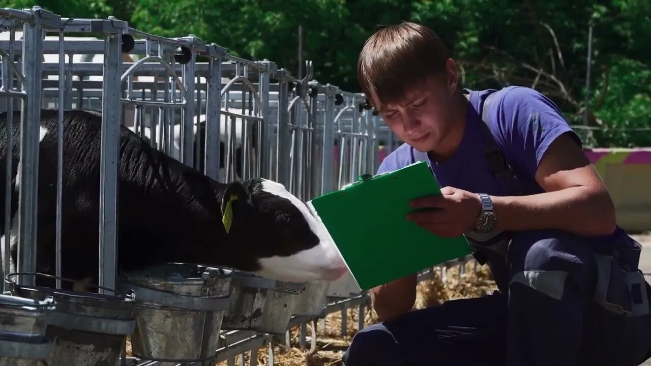 Male worker is checking condition of calves at the farm