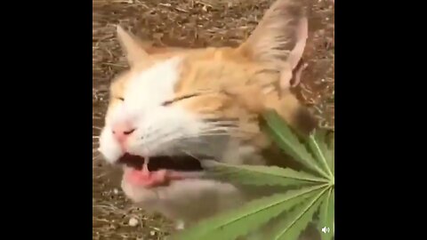 Cat eating weed.