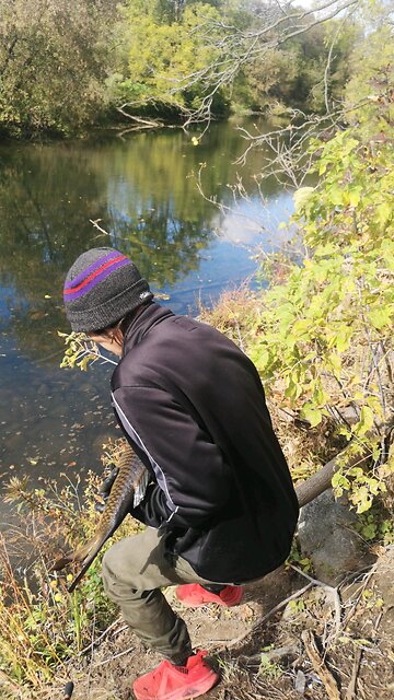 big carp fish #carp #fish #fyp #viral