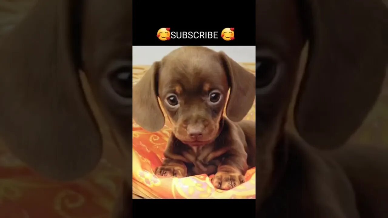 Funny & Cute Dog Compilation TikTok #shorts 😻1080p