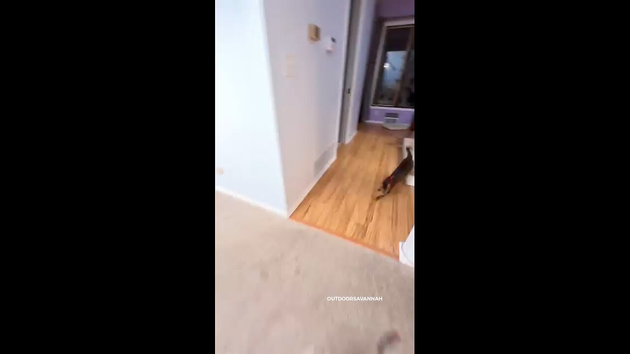 my cat playing jumping at home