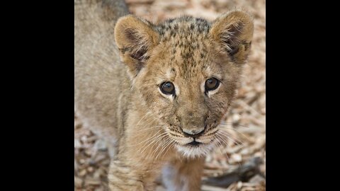 Cute lion cubs | compilation