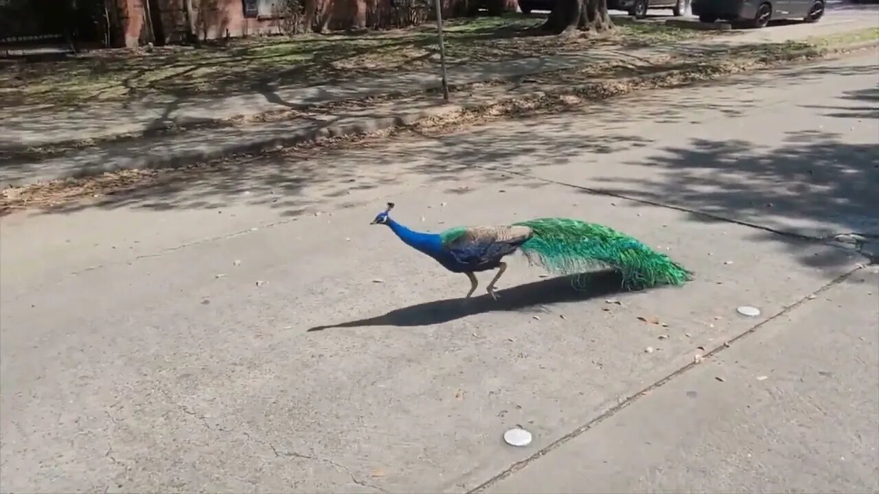 EXOTIC PEACOCK SPOTTED IN HOUSTON HOOD