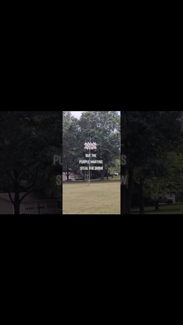 Farm Visit and Purple Martins