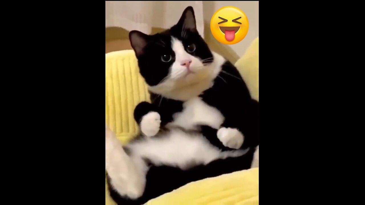 New Funny Videos 2024 😍 Funniest Cats & Dogs Videos🐶😹