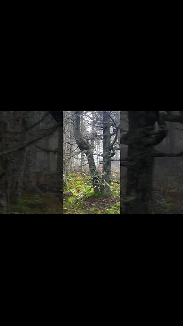 Mountain mist #avettbrothers #hiking #hillclimb #evergreens #spirituality #gratitude #lichen