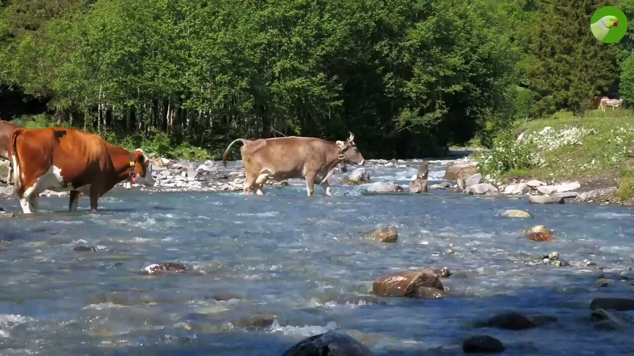 Beautiful Cow video