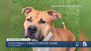 Pit bull mix at shelter since 2019 finds new home