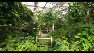 Take a drone tour through Westminster's Butterfly Pavilion!