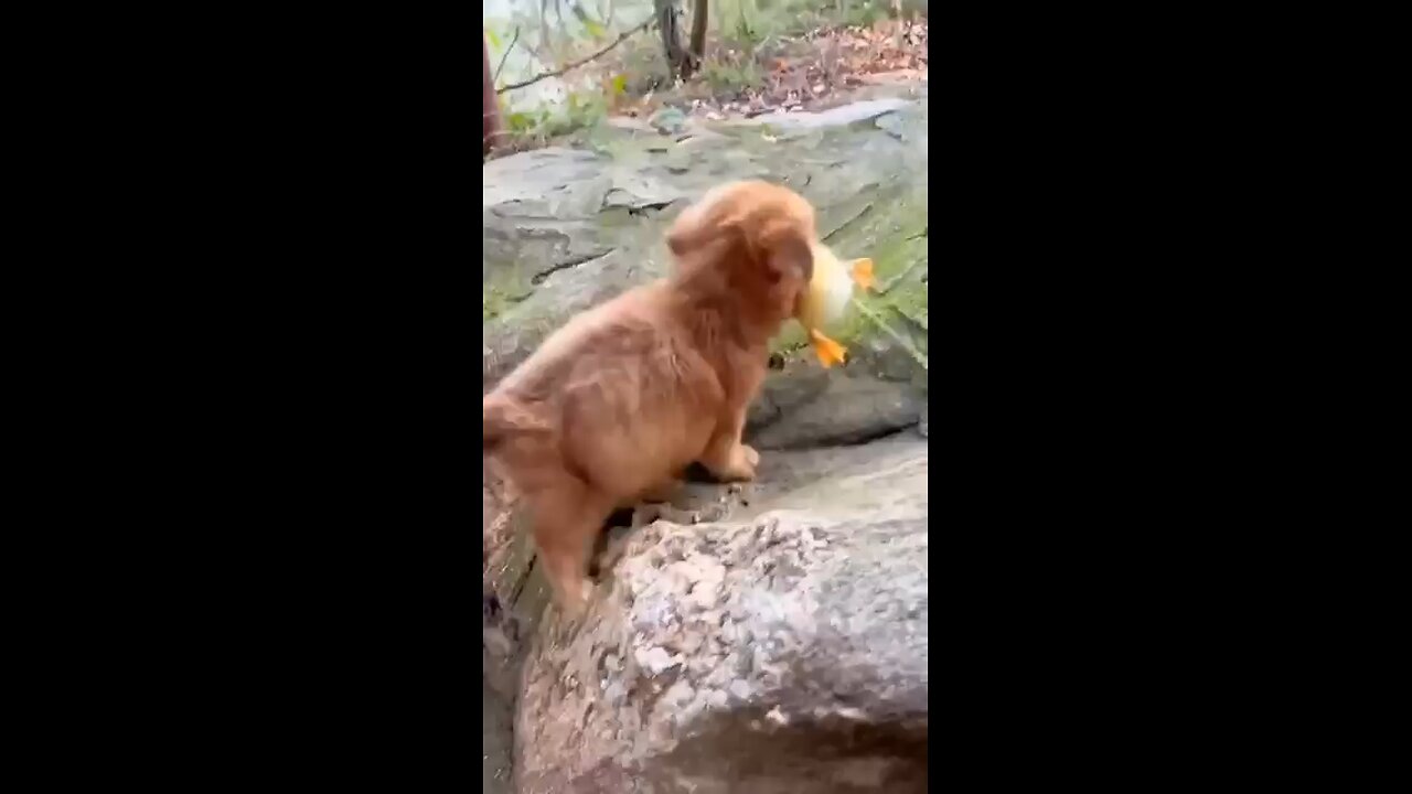 friendship doggy and duck