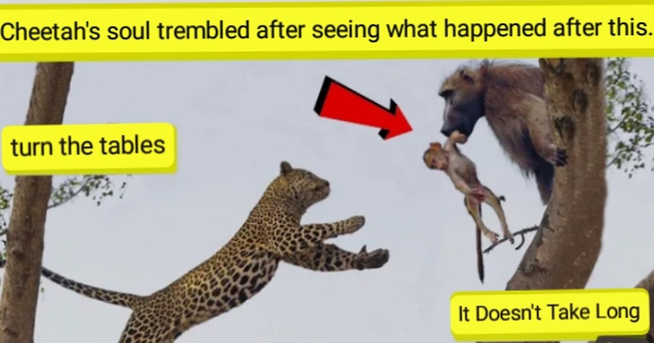 Cheetah souls tremble after seeing what happened after this m