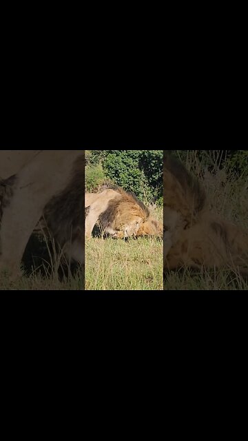 #Wildlife Sightings Today 30/10/23 | Lalashe Maasai Mara | #ShortsAfrica