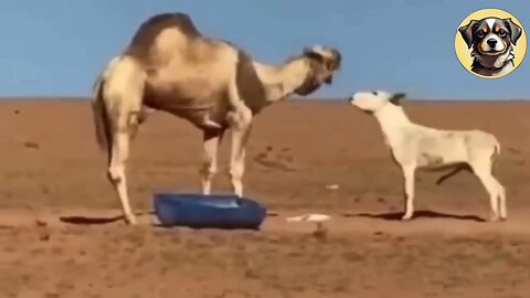 Donkey vs. Camel Clash! Witness the Surprising Outcome!