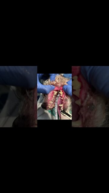 TAKE CARE OF YOUR DOG'S TEETH