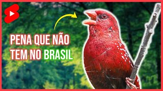 Incrível Pássaro Vermelho 🐦 - BENGALI [Amandava Amandava] #shorts