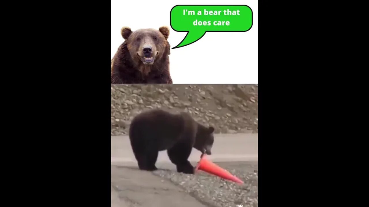Animals can teach us alot Here is a bear that cares