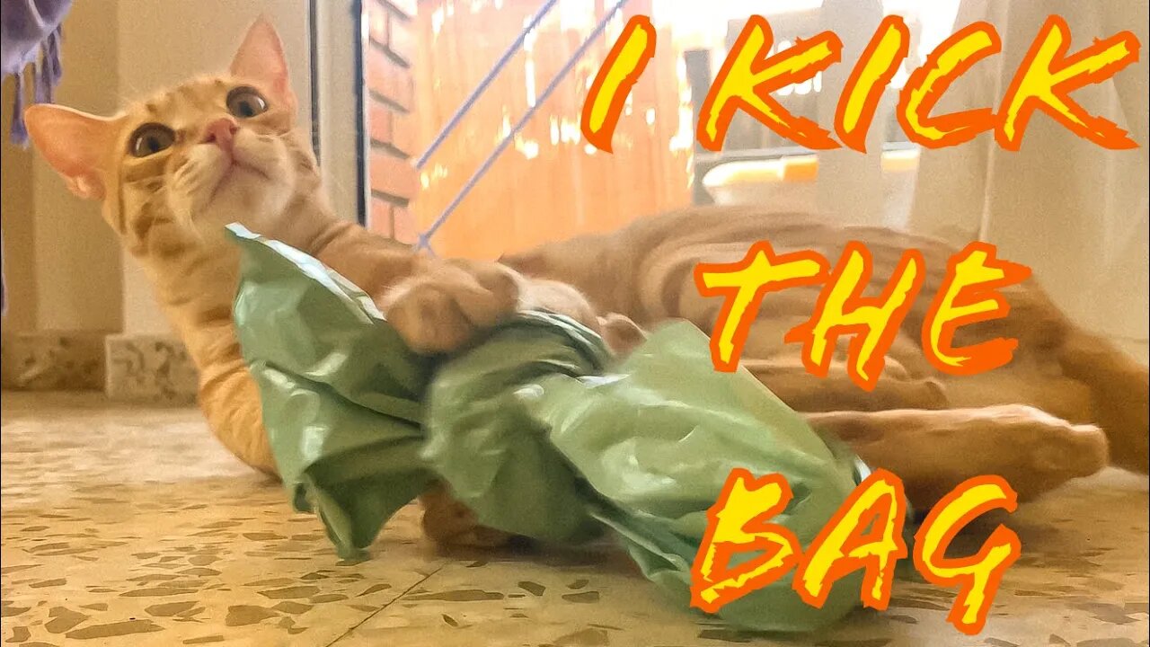 Cat Playing With Plastic Bag [Bunny Kicks!] 😁